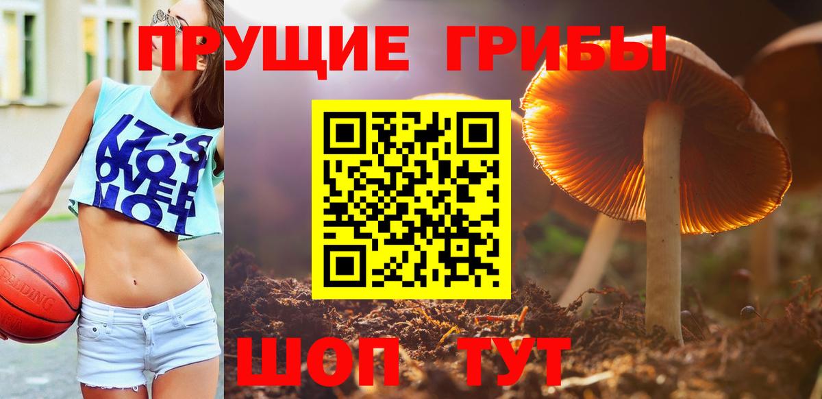 Галлюциногенные грибы Psilocybine cubensis Мценск